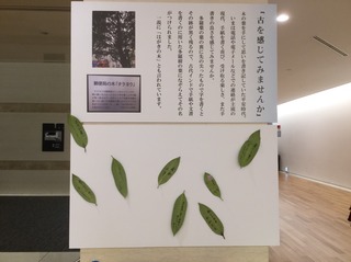 1561094271161.jpg