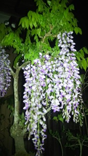 20180501231006藤の花.jpg