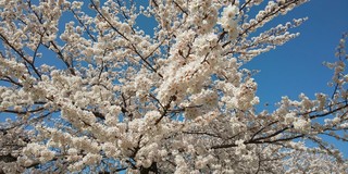 2021桜_210405.jpg