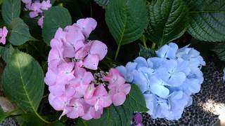 IMG_20180603_131502.jpg